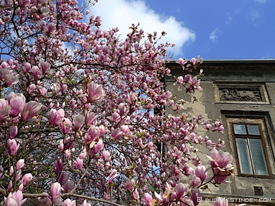 Budapest Botanical Garden