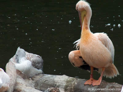 Budapest Zoo