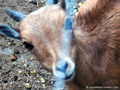 Budapest Zoo