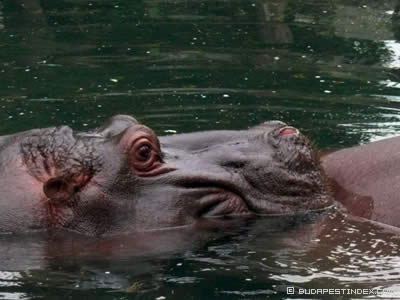 Budapest Zoo