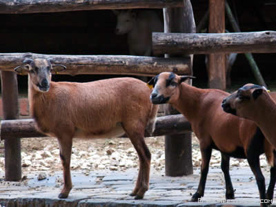 Budapest Zoo