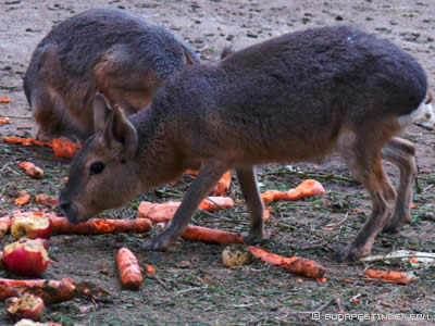 Budapest Zoo